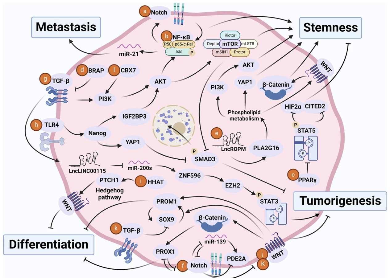 Interconnected signaling networks governing cancer stem cell plasticity (Chu et al., 2024)